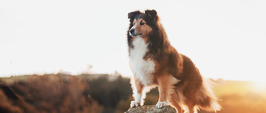 6 products available in this section: Pet Shop